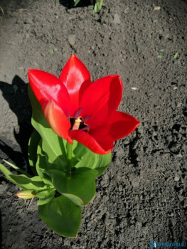 Декоративные садовые растения. - IMG-20200504-WA0009.jpg