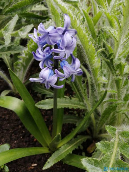 Декоративные садовые растения. - IMG_20200508_100803.jpg