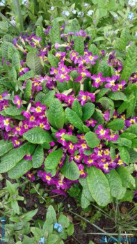 Декоративные садовые растения. - 20200507_163458[1].jpg