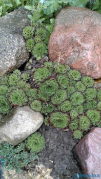 Декоративные садовые растения. - 20200507_163542[1].jpg