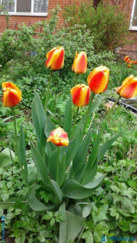 Декоративные садовые растения. - 20200507_163630[1].jpg