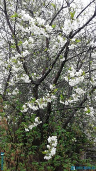 Декоративные садовые растения. - 20200507_163731[1].jpg