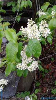 Декоративные садовые растения. - 20200507_163844[1].jpg