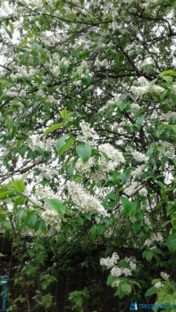 Декоративные садовые растения. - 20200507_163818[1].jpg