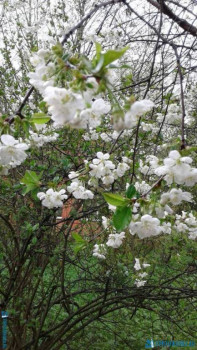 Декоративные садовые растения. - 20200507_164000[1].jpg