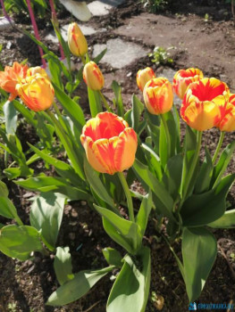 Чем сегодня занимались - IMG_20200509_160617.jpg