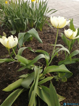 Чем сегодня занимались - IMG_20200509_160727.jpg