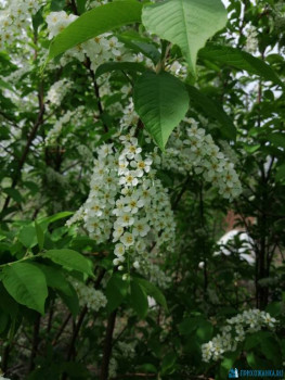 Декоративные садовые растения. - IMG-20200510-WA0007.jpg