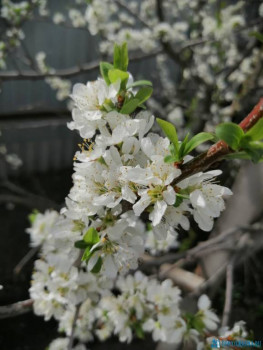 Декоративные садовые растения. - IMG-20200510-WA0010.jpg