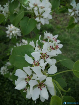 Декоративные садовые растения. - IMG-20200510-WA0012.jpg