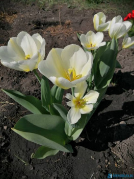 Декоративные садовые растения. - IMG-20200510-WA0027.jpg