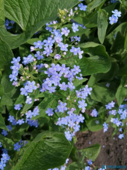 Декоративные садовые растения. - IMG-20200510-WA0011.jpg