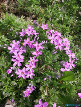 Декоративные садовые растения. - IMG-20200510-WA0017.jpg