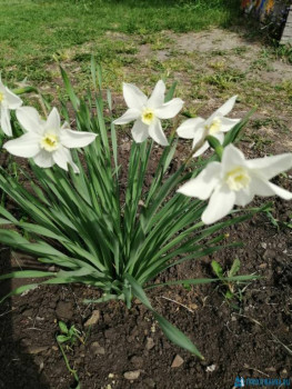 Декоративные садовые растения. - IMG-20200510-WA0020.jpg