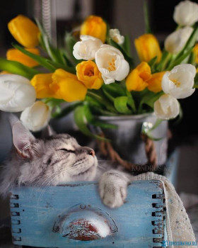 Доброго утра Хорошего дня Спокойной ночи  - image (19).jpeg