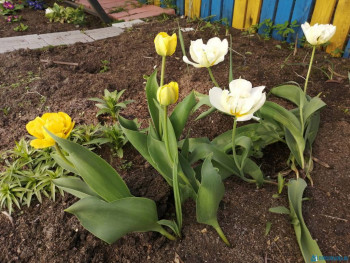 Декоративные садовые растения. - IMG_20200511_151427.jpg