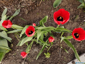 Декоративные садовые растения. - IMG_20200511_151410.jpg