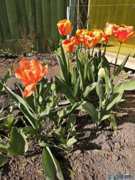 Декоративные садовые растения. - IMG_20200511_151247.jpg