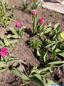 Декоративные садовые растения. - IMG_20200511_151308.jpg