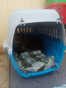 Кошачьи болезни и другие ветеринарные вопросы по кошкам - IMG_2020-05-13_181827.jpg