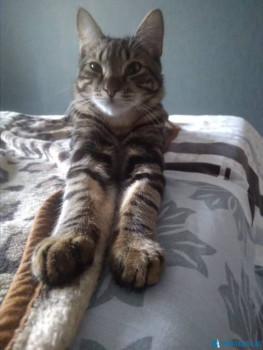 Клуб фелинологов-любителей  - IMG-20200509-WA0007.jpg