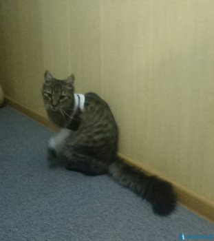 Кошачьи болезни и другие ветеринарные вопросы по кошкам - IMG_20200514_072808.jpg