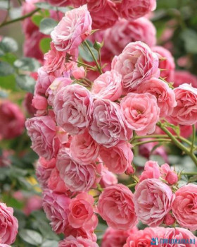 Доброго утра Хорошего дня Спокойной ночи  - 1589343727.jpg