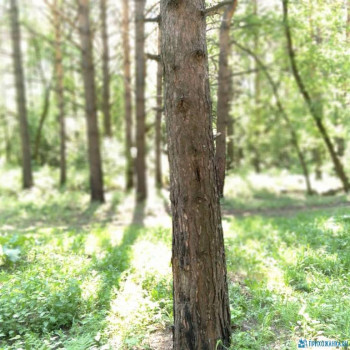 Чем сегодня занимались - IMG_20200515_205407_897.jpg