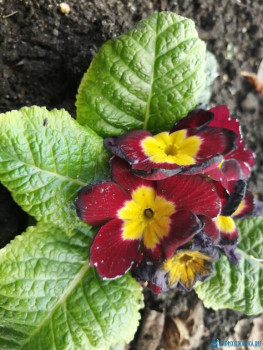 Декоративные садовые растения. - IMG_20200514_173854.jpg