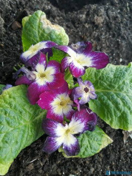 Декоративные садовые растения. - IMG_20200514_173848.jpg