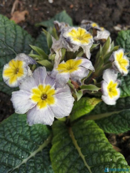 Декоративные садовые растения. - IMG_20200514_173841.jpg