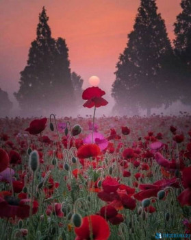 Доброго утра Хорошего дня Спокойной ночи  - image (23).jpeg