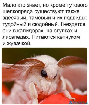 Из ВКонтактика с приветиком  - 1589747333.jpg