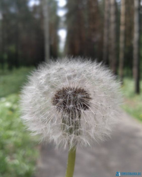 Чем сегодня занимались - 20200519_150405.jpg