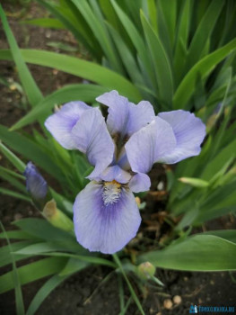 Декоративные садовые растения. - IMG-20200524-WA0027.jpg