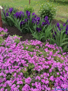 Декоративные садовые растения. - IMG-20200524-WA0031.jpg