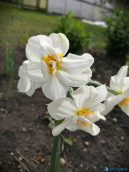 Декоративные садовые растения. - IMG-20200523-WA0009.jpg