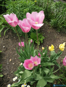 Декоративные садовые растения. - IMG-20200524-WA0028.jpg