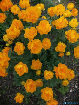 Декоративные садовые растения. - IMG-20200523-WA0007.jpg