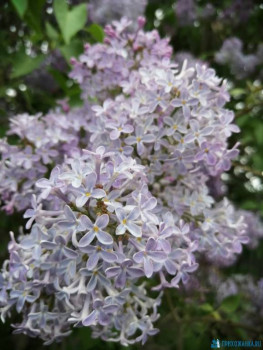 Декоративные садовые растения. - IMG-20200524-WA0026.jpg