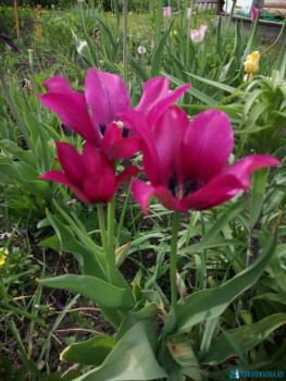 Декоративные садовые растения. - IMG-20200523-WA0010.jpg