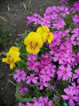 Декоративные садовые растения. - IMG-20200524-WA0034.jpg