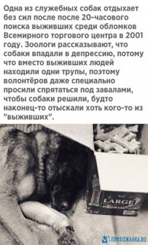 Новости из мира животных - 1590350340.jpg