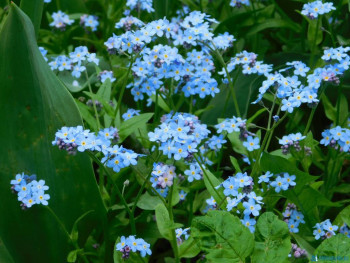 Декоративные садовые растения. - DSCN7036.JPG