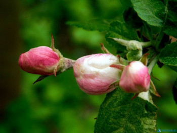 Декоративные садовые растения. - DSCN7001 (1).JPG