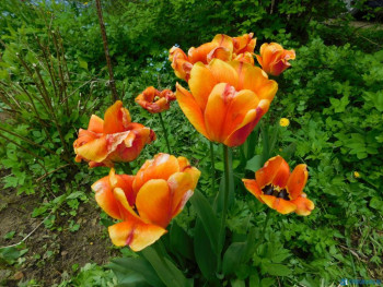 Декоративные садовые растения. - DSCN7028.JPG