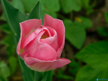 Декоративные садовые растения. - DSCN7041.JPG