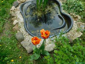 Декоративные садовые растения. - DSCN7026.JPG