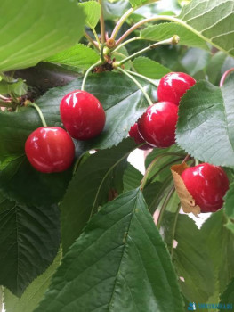 Декоративные садовые растения. - 2D6BC9AC-6649-4172-8C2B-CE0F1F4B9906.jpeg