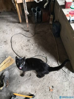 Кого из животных вы содержите? Фото приветствуется. - IMG_20200525_121116.jpg